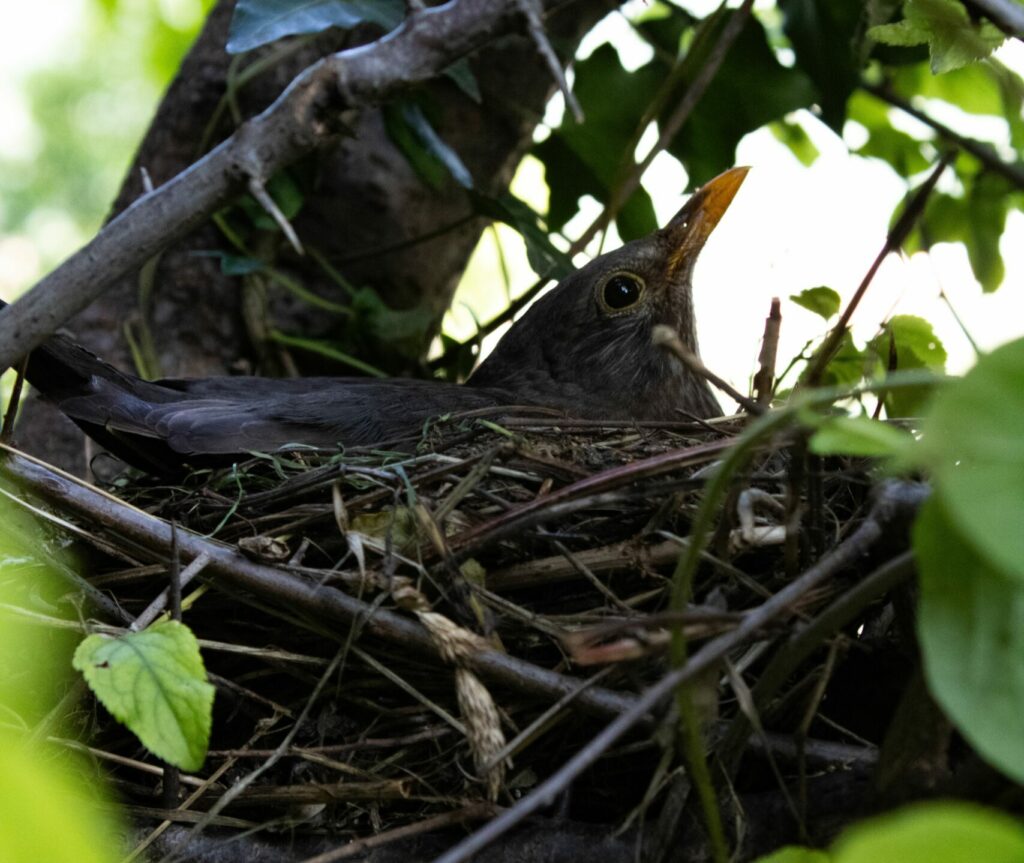 pexels giorgia licini 405355825 35606628